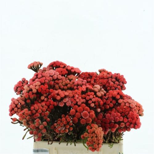 Brunia laevis red