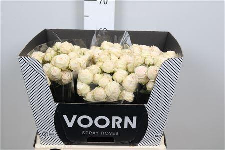 Rosa tros Galina