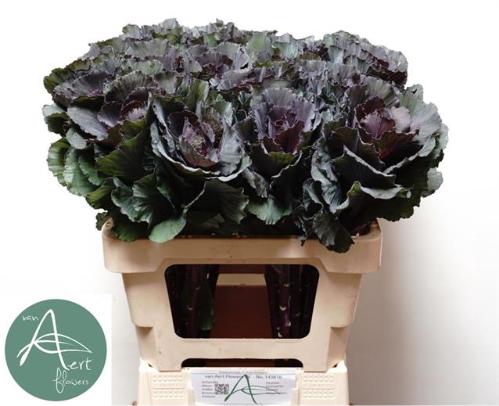 Brassica oleracea 'Elegance'