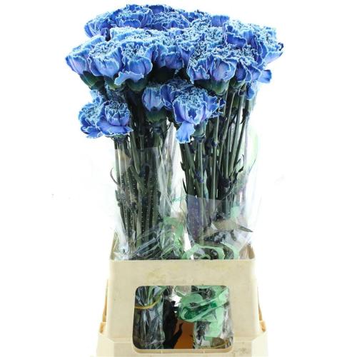 Dianthus standaard kleurbehandeld H%