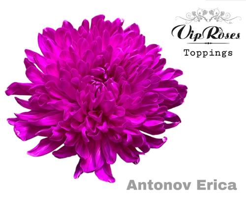 Chrysanthemum (Indicum Grp) geplozen Antonov kleurbehandeld H%