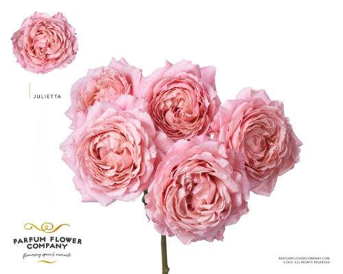 Rosa tros Julietta