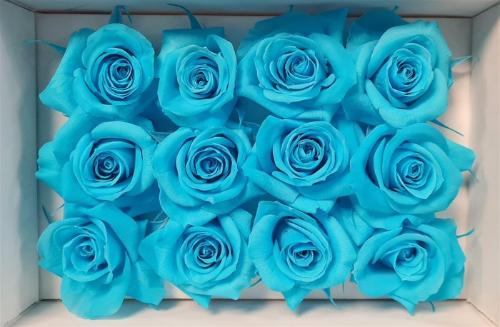 Rosa grootbloemig kleurbehandeld H%