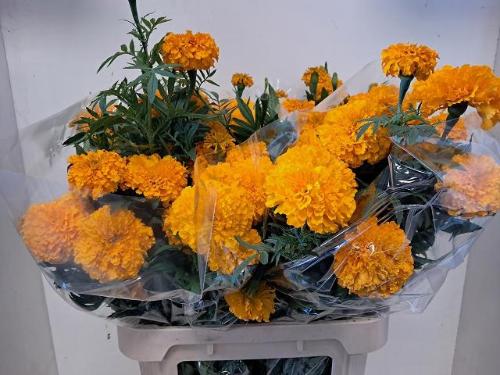 Tagetes (Erecta Grp) 'Coco Deep Orange'