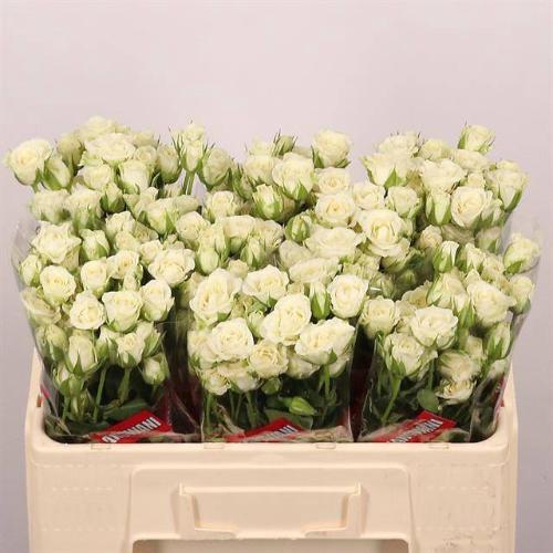 Rosa tros Snowflake