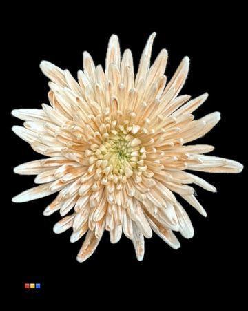 Chrysanthemum (Indicum Grp) geplozen Topspin kleurbehandeld H%