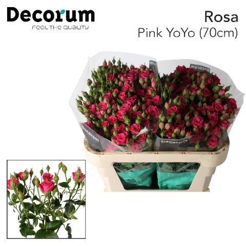 Rosa tros Pink Yo-Yo