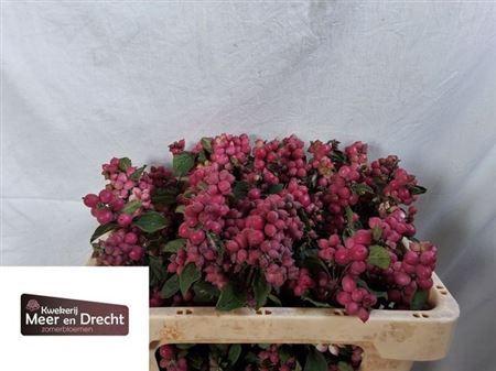 Symphoricarpos (Pink Berry Grp) Magical Ruby Giant
