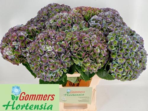 Hydrangea macrophylla Magical Revolution (classic blue)