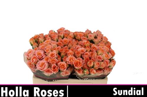 Rosa tros Sundial