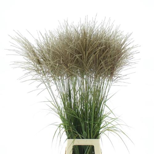 Miscanthus sinensis 'Ferner Osten' (wit)