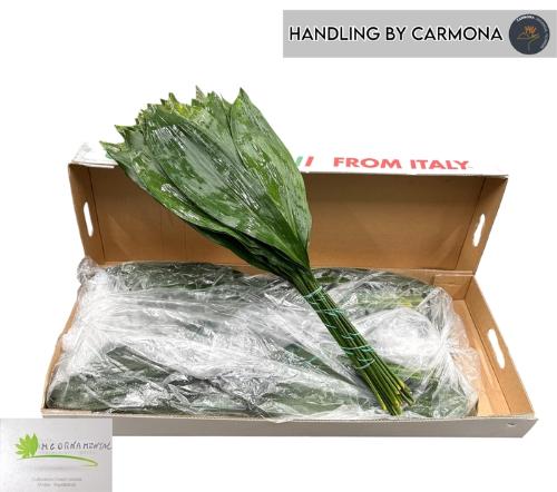 Aspidistra elatior overig