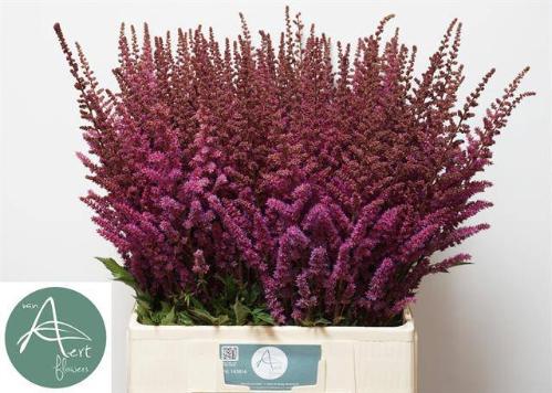 Astilbe 'Maggie Daley'