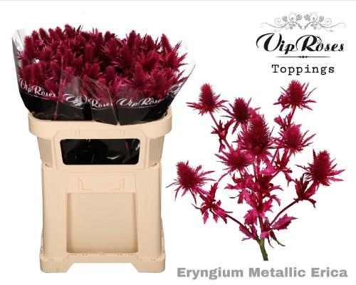 Eryngium alpinum kleurbehandeld H%