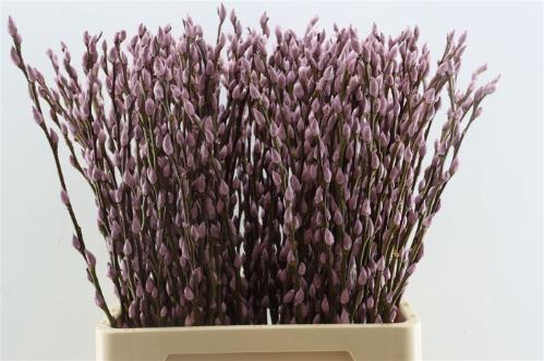 Salix H%