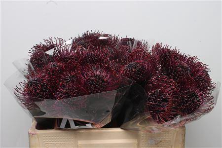 Leucospermum 'Naomi' kleurbehandeld H%