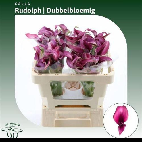 Zantedeschia 'Rudolph'