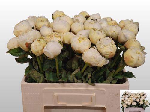 Paeonia Lactiflora Grp 'Bridal Shower'