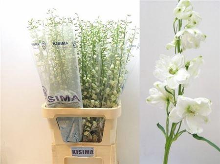 Delphinium Elatum Grp dubbelbloemig 'Guardian White'