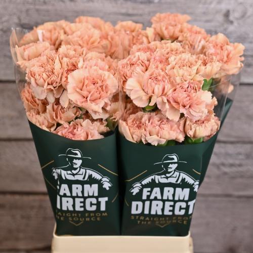 Dianthus standaard Caramel