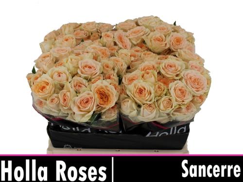 Rosa tros Sancerre