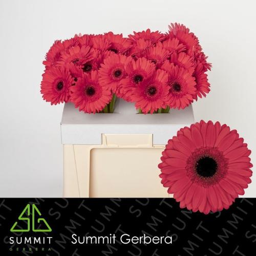 Gerbera grootbloemig 'Hamptons'