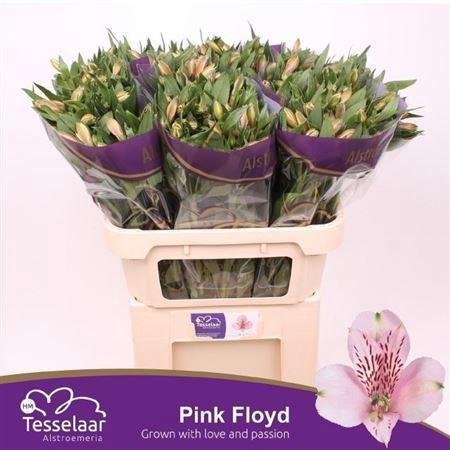 Alstroemeria Pink Floyd