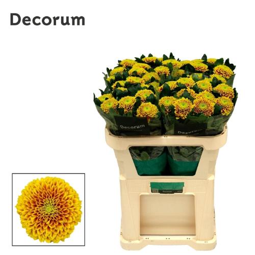 Chrysanthemum (Indicum Grp) geplozen Tropicana
