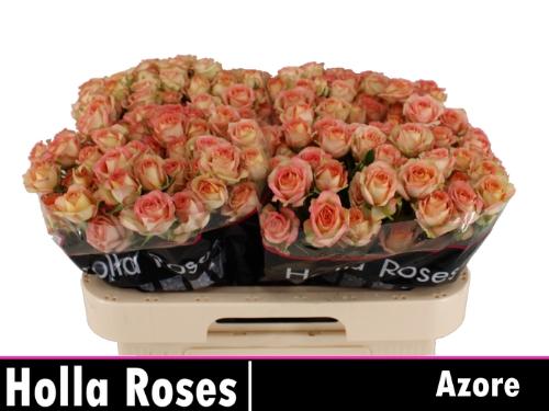 Rosa tros Azore