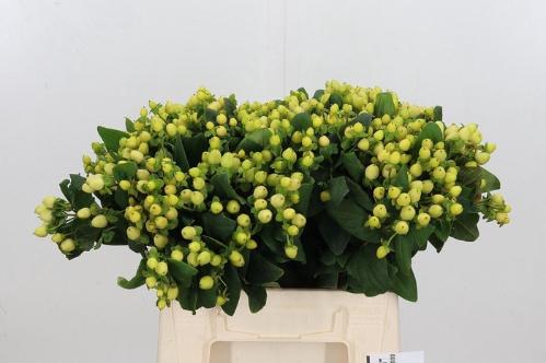 Hypericum x inodorum Magical Snowprince