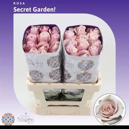 Rosa grootbloemig Secret Garden!
