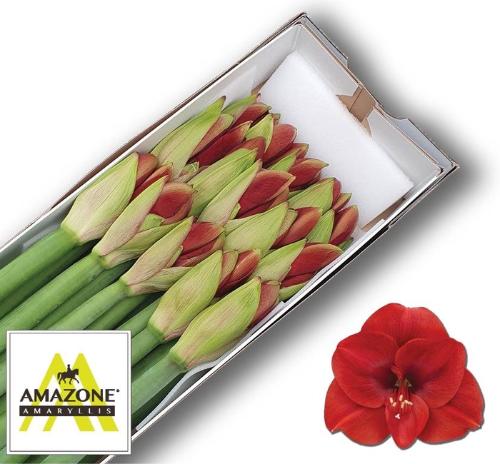 Hippeastrum Galaxy Grp 'Ferrari'