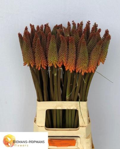 Kniphofia 'Alcazar'