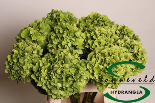 Hydrangea macrophylla 'Verena' (classic)