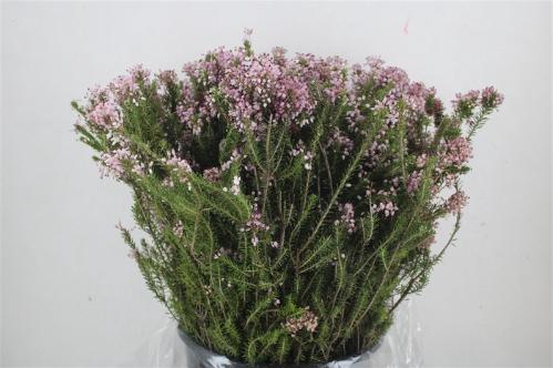 Erica bicolor
