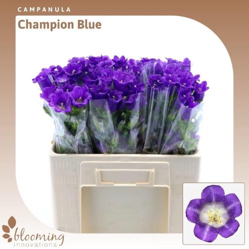 Campanula medium 'Champion Blue'