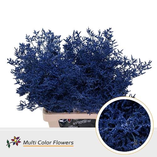 Limonium overig kleurbehandeld H%
