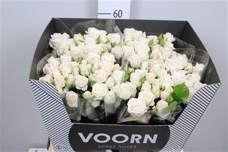 Rosa tros Royal Porcelina