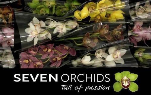 Cymbidium grootbloemig per tak gemengd