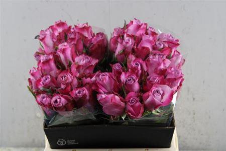 Rosa grootbloemig Deep Purple