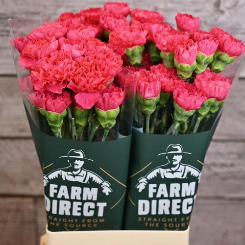 Dianthus standaard Bizet