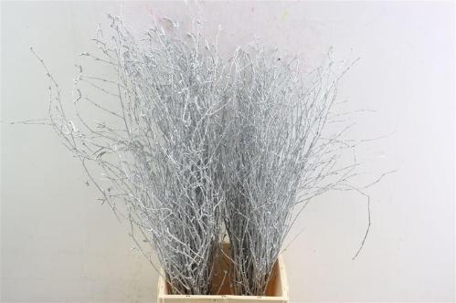 Betula kleurbehandeld H%