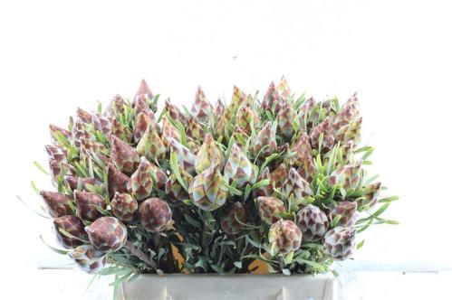Leucadendron rubrum