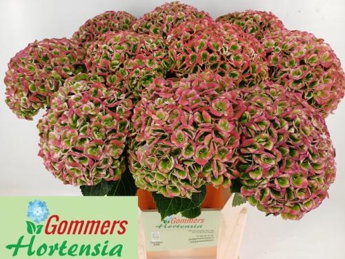 Hydrangea macrophylla Magical Revolution (classic)