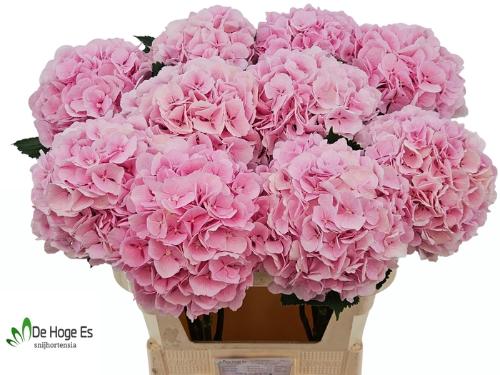 Hydrangea macrophylla 'Verena'