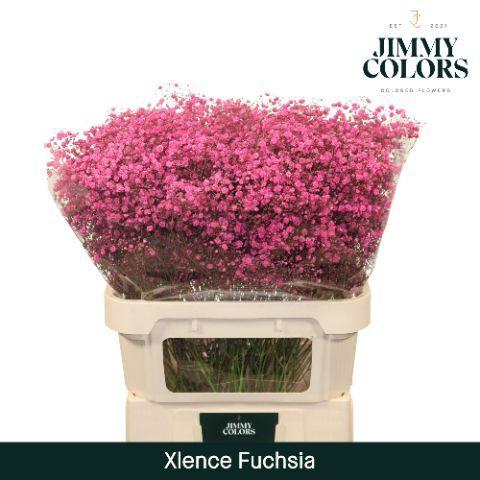 Gypsophila overig kleurbehandeld H%