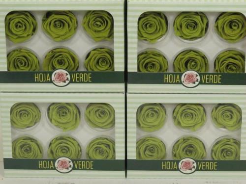 Rosa grootbloemig kleurbehandeld H%