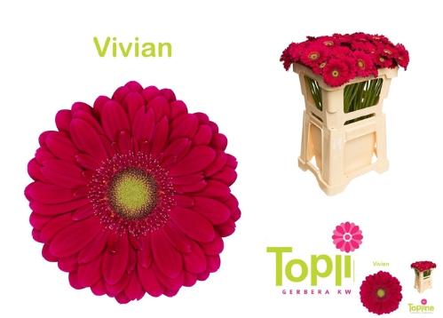 Gerbera mini Vivian