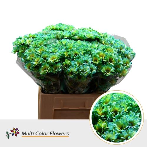 Chrysanthemum Indicum Grp tros kas kleurbehandeld H%