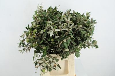 Quercus ilex